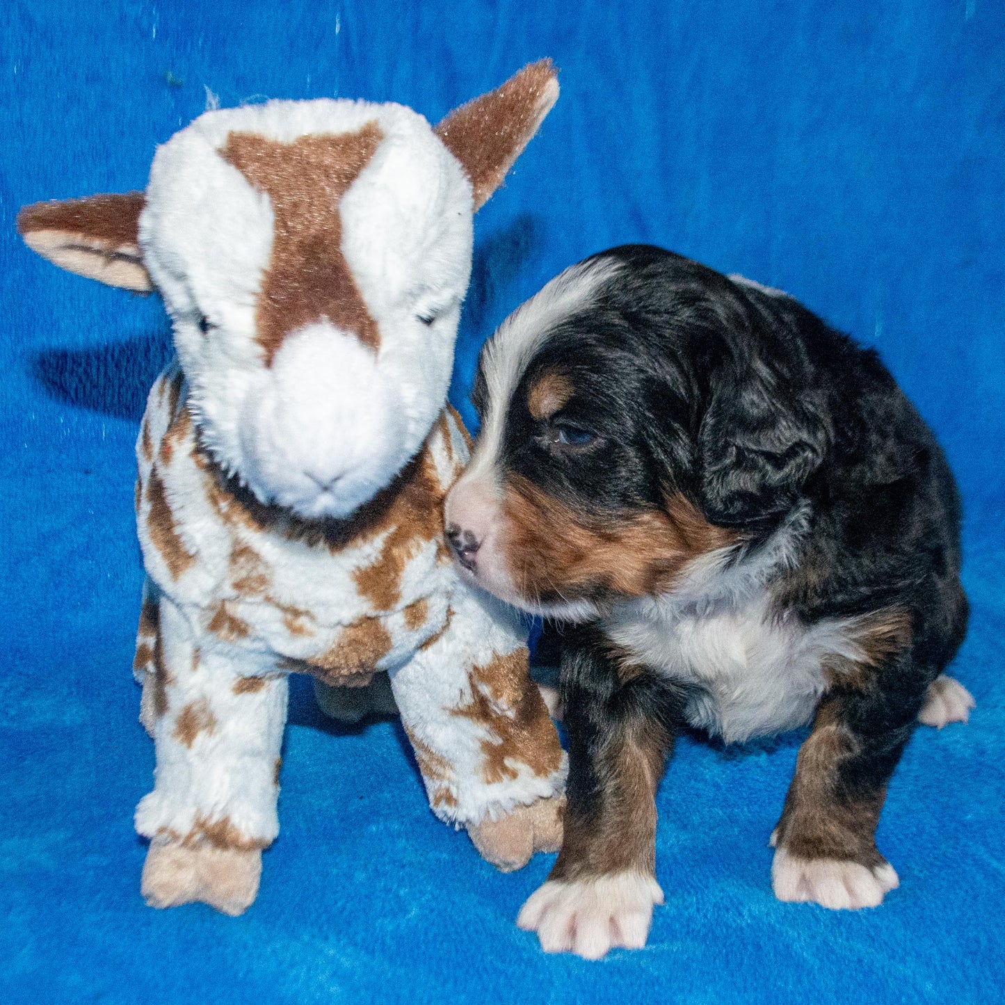Arthur a Male Bernese Mountain Dog Puppy Camelot January With Stuffed Animal Baby Goat Toy