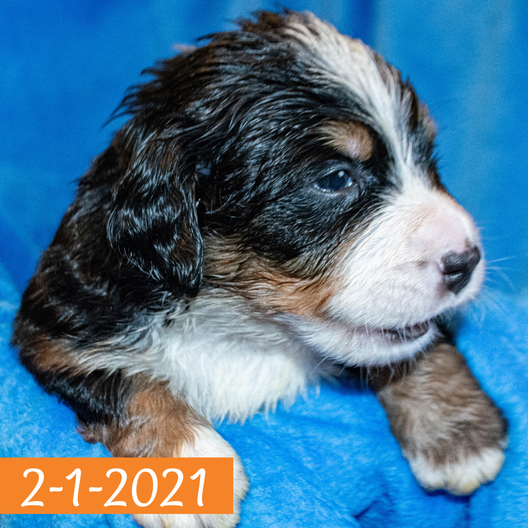 Arthur (Sold) Male Bernese Mountain Dog Puppy