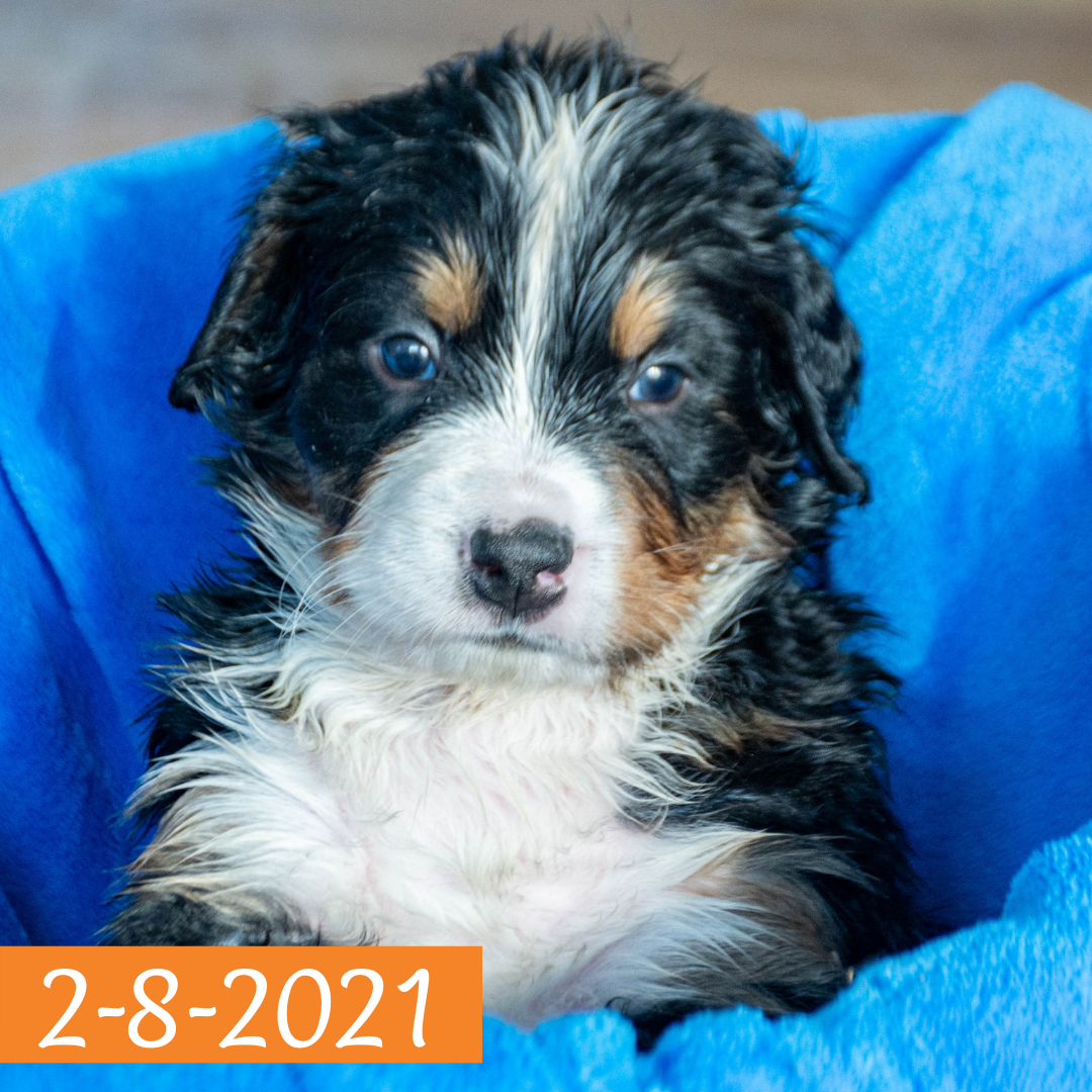 Arthur (Sold) Male Bernese Mountain Dog Puppy