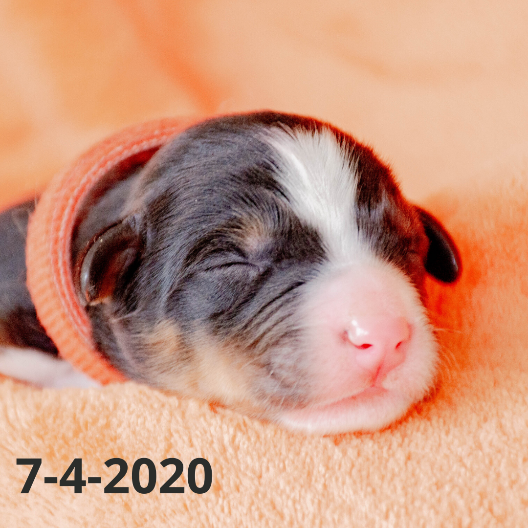 Rebel (Sold) Male Bernese Mountain Dog Puppy