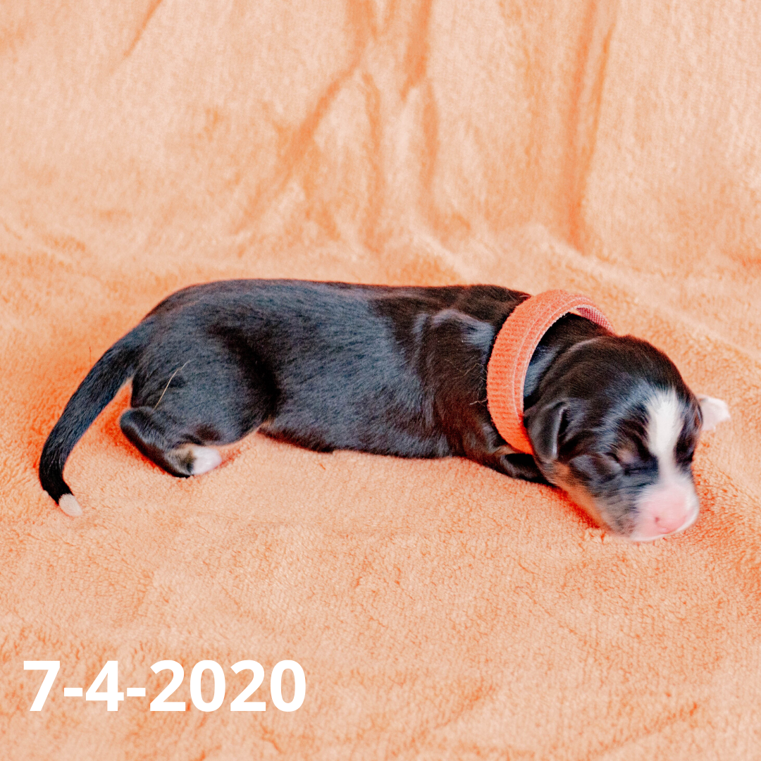 Rebel (Sold) Male Bernese Mountain Dog Puppy