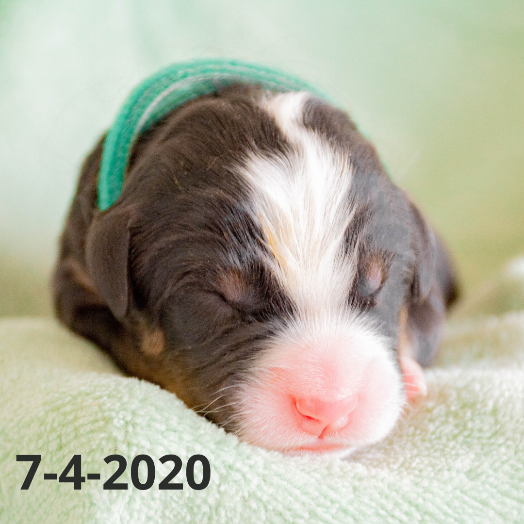 Yankee (Sold) Male Bernese Mountain Dog Puppy