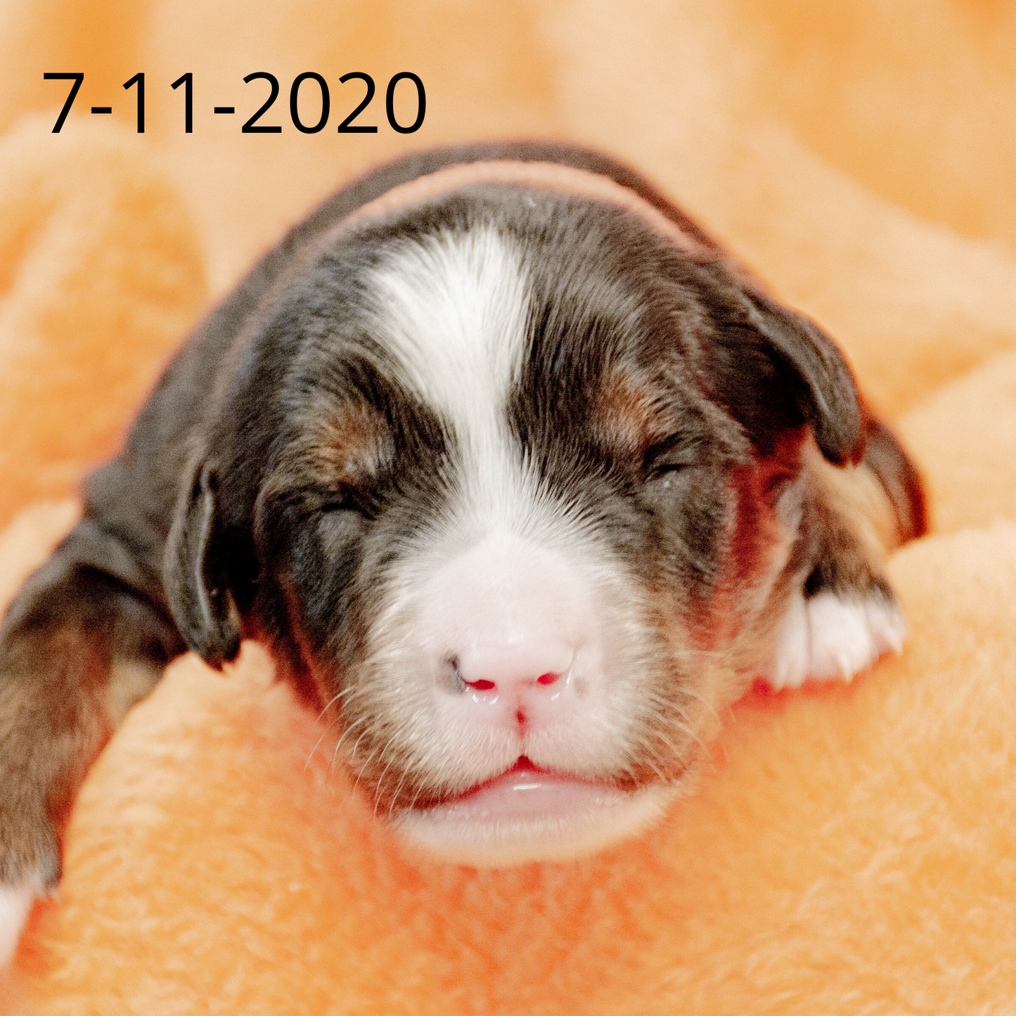 Rebel (Sold) Male Bernese Mountain Dog Puppy