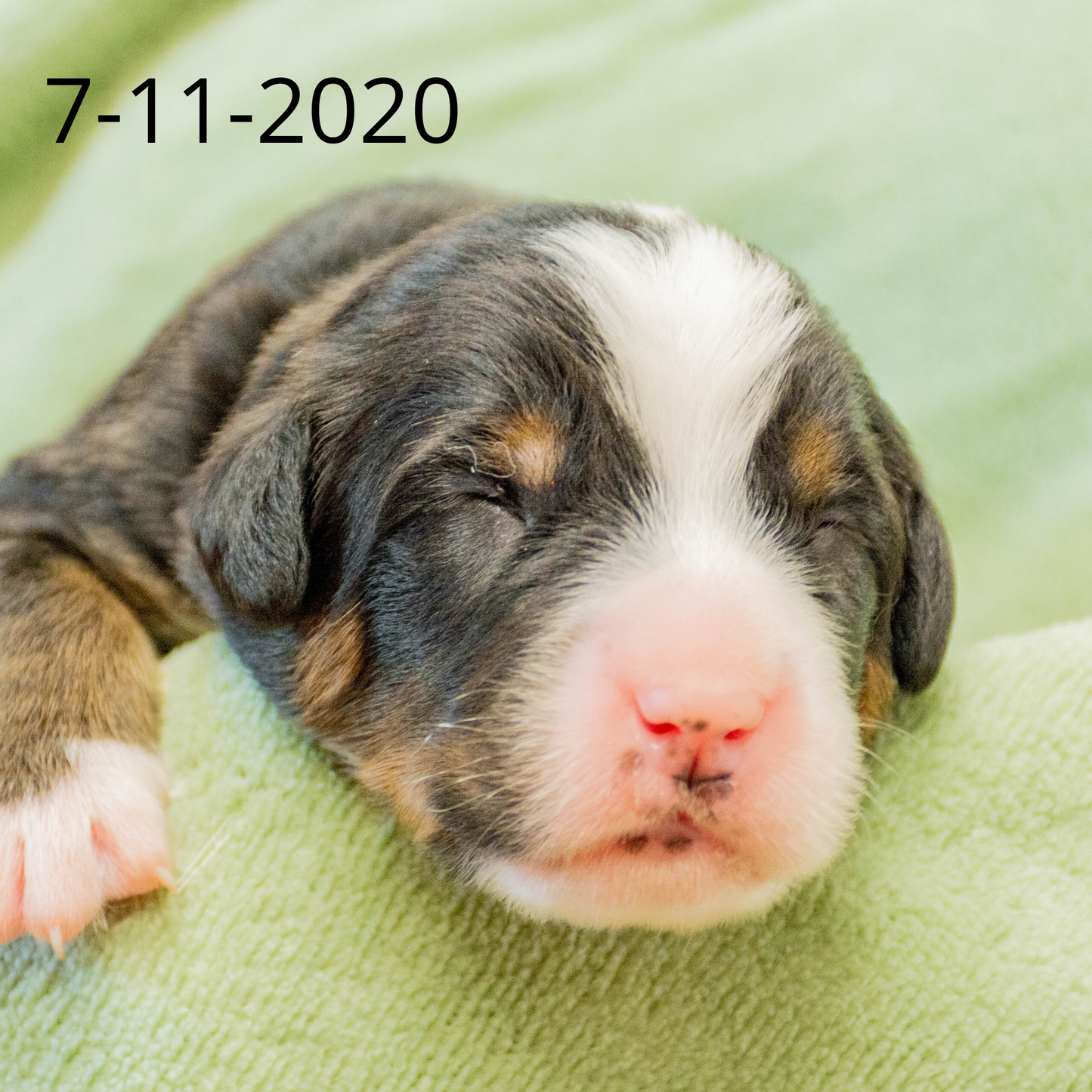 Yankee (Sold) Male Bernese Mountain Dog Puppy