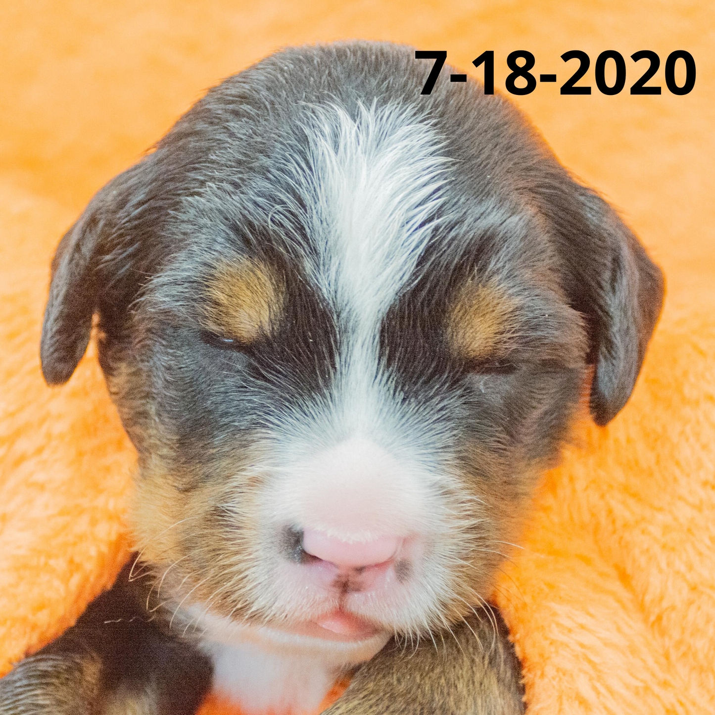 Rebel (Sold) Male Bernese Mountain Dog Puppy