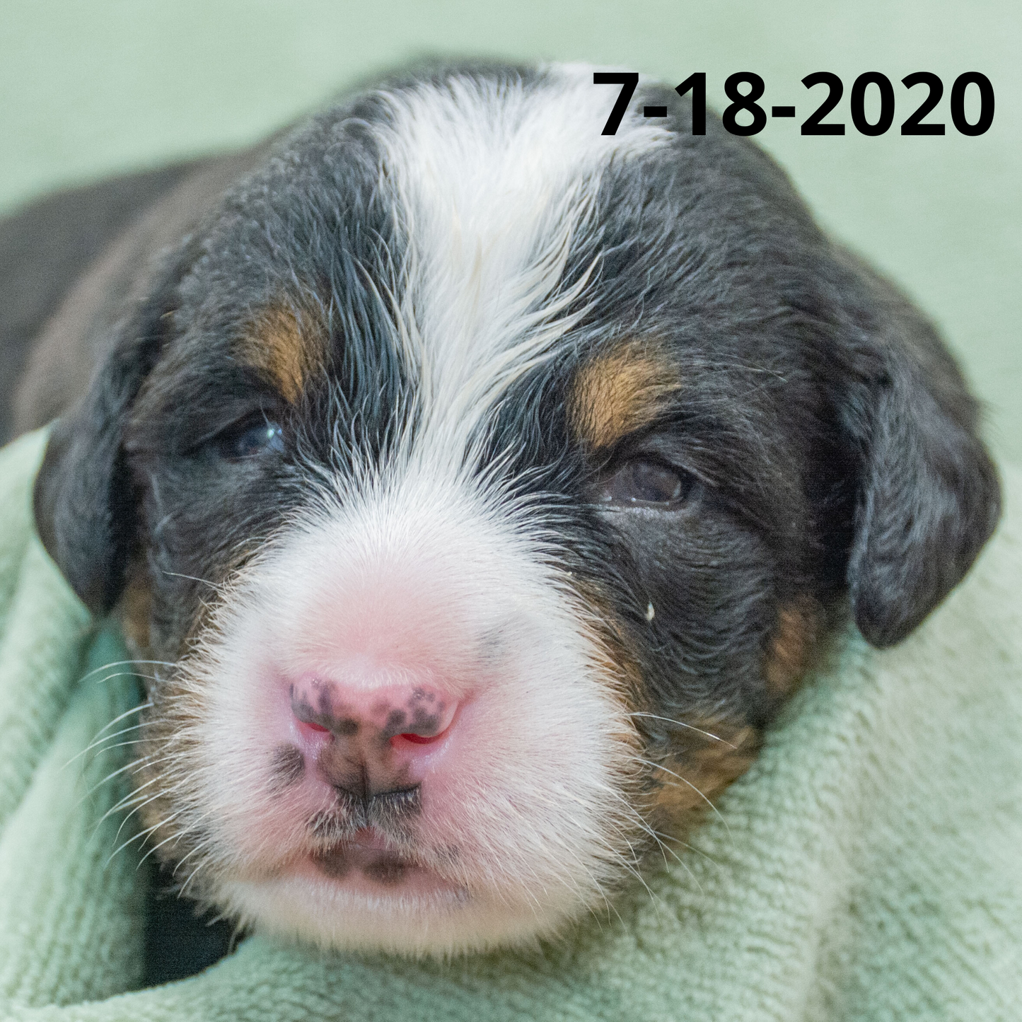 Yankee (Sold) Male Bernese Mountain Dog Puppy