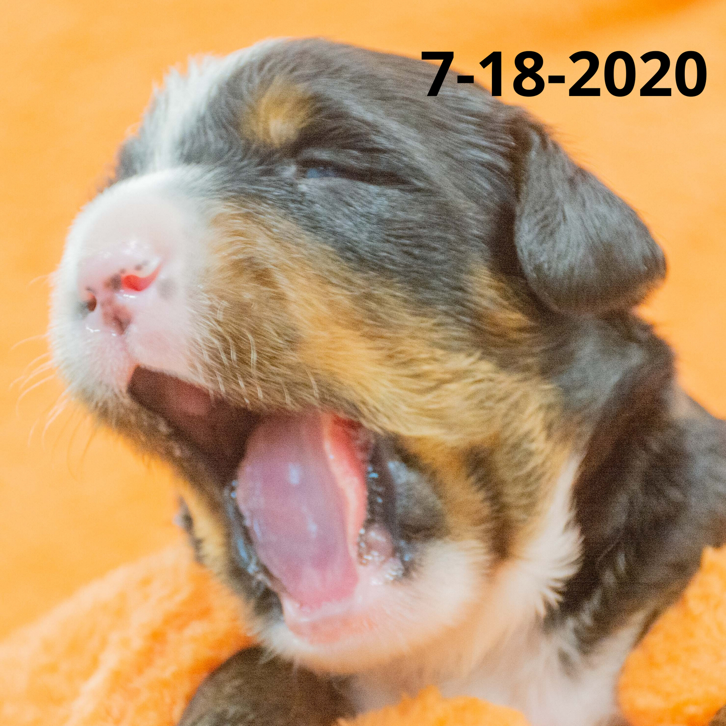Rebel (Sold) Male Bernese Mountain Dog Puppy