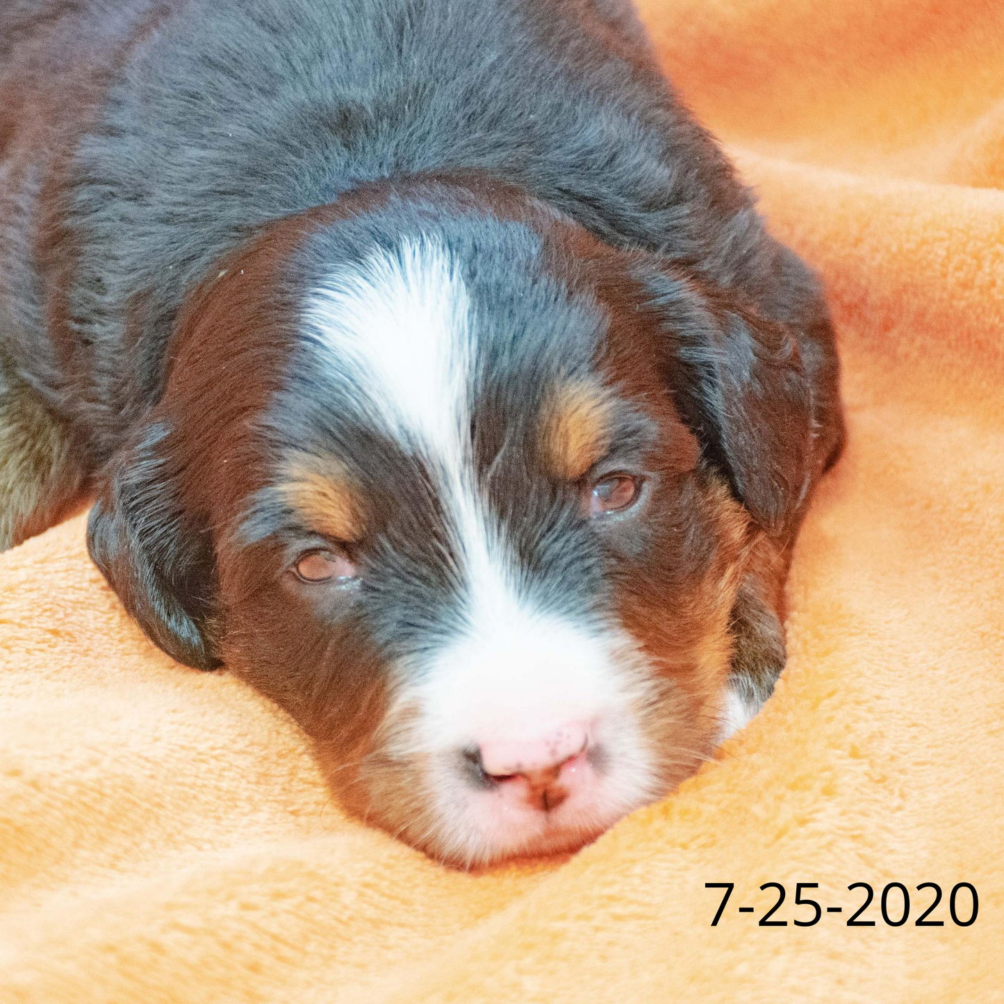 Rebel (Sold) Male Bernese Mountain Dog Puppy