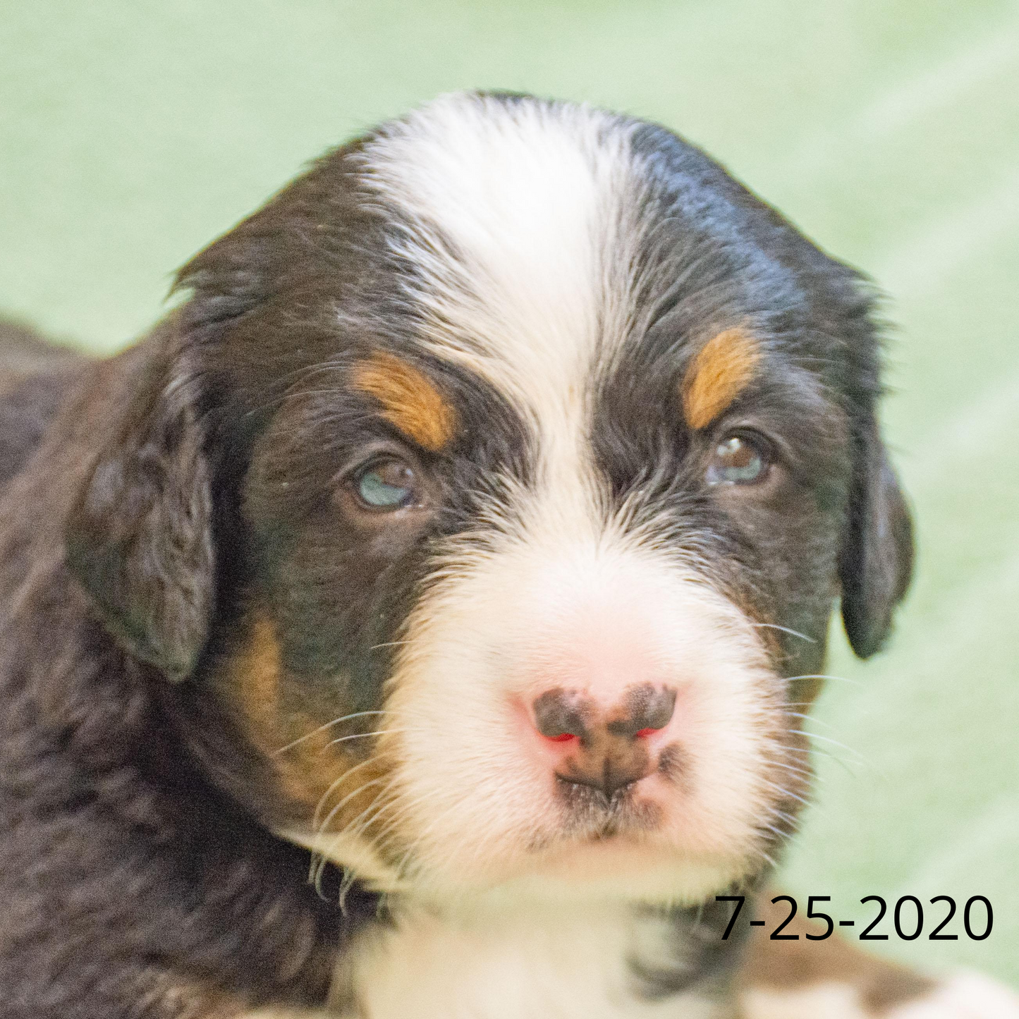 Yankee (Sold) Male Bernese Mountain Dog Puppy