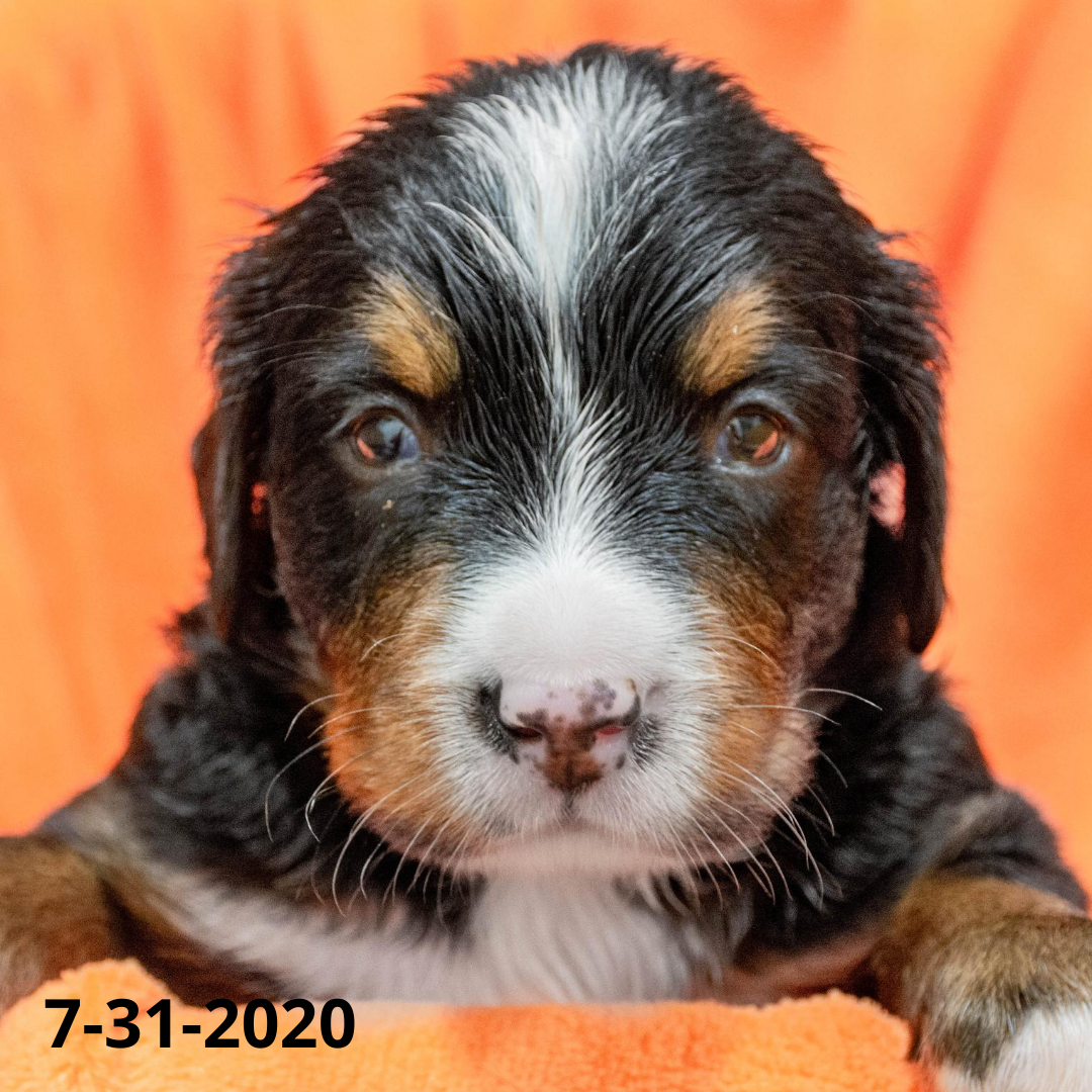 Rebel (Sold) Male Bernese Mountain Dog Puppy