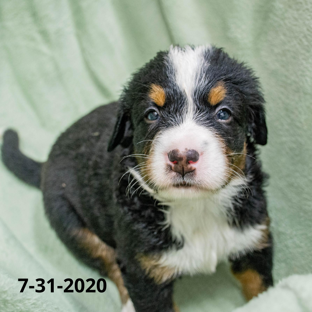 Yankee (Sold) Male Bernese Mountain Dog Puppy