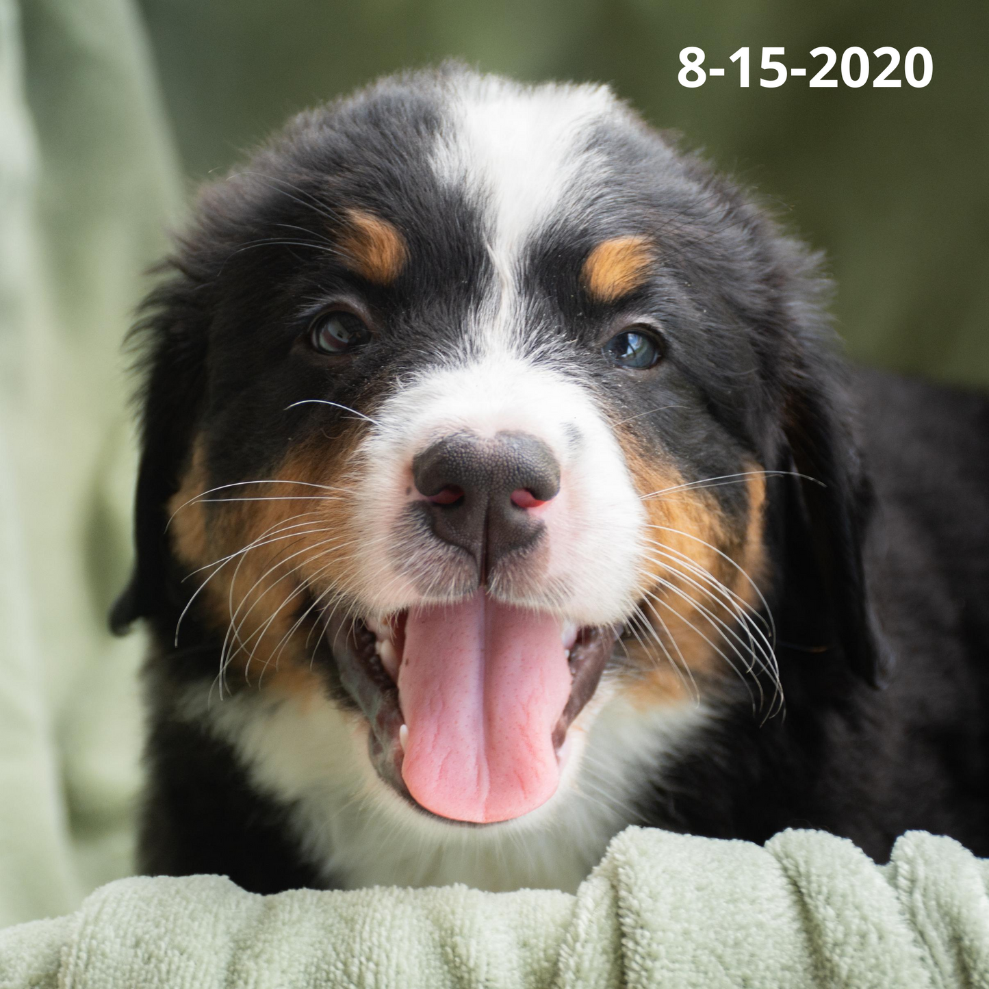 Yankee (Sold) Male Bernese Mountain Dog Puppy
