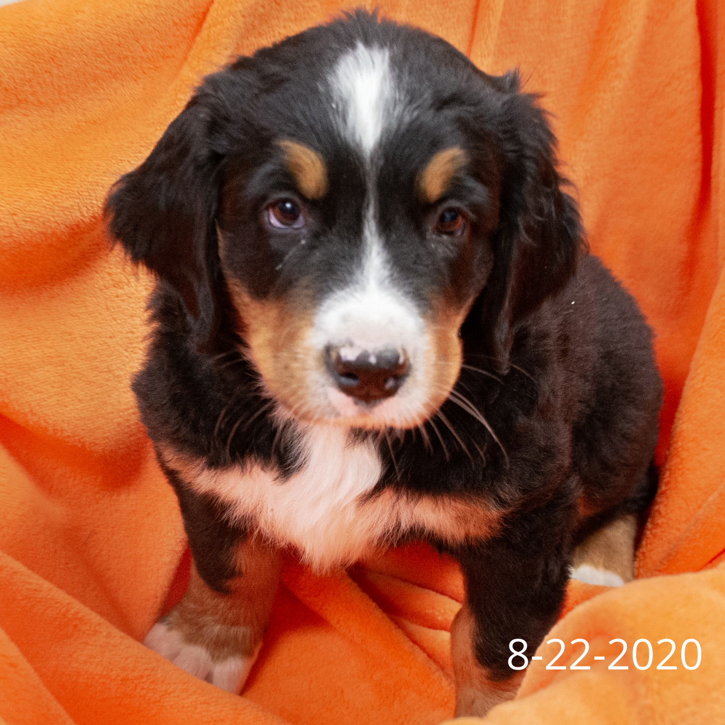 Rebel (Sold) Male Bernese Mountain Dog Puppy