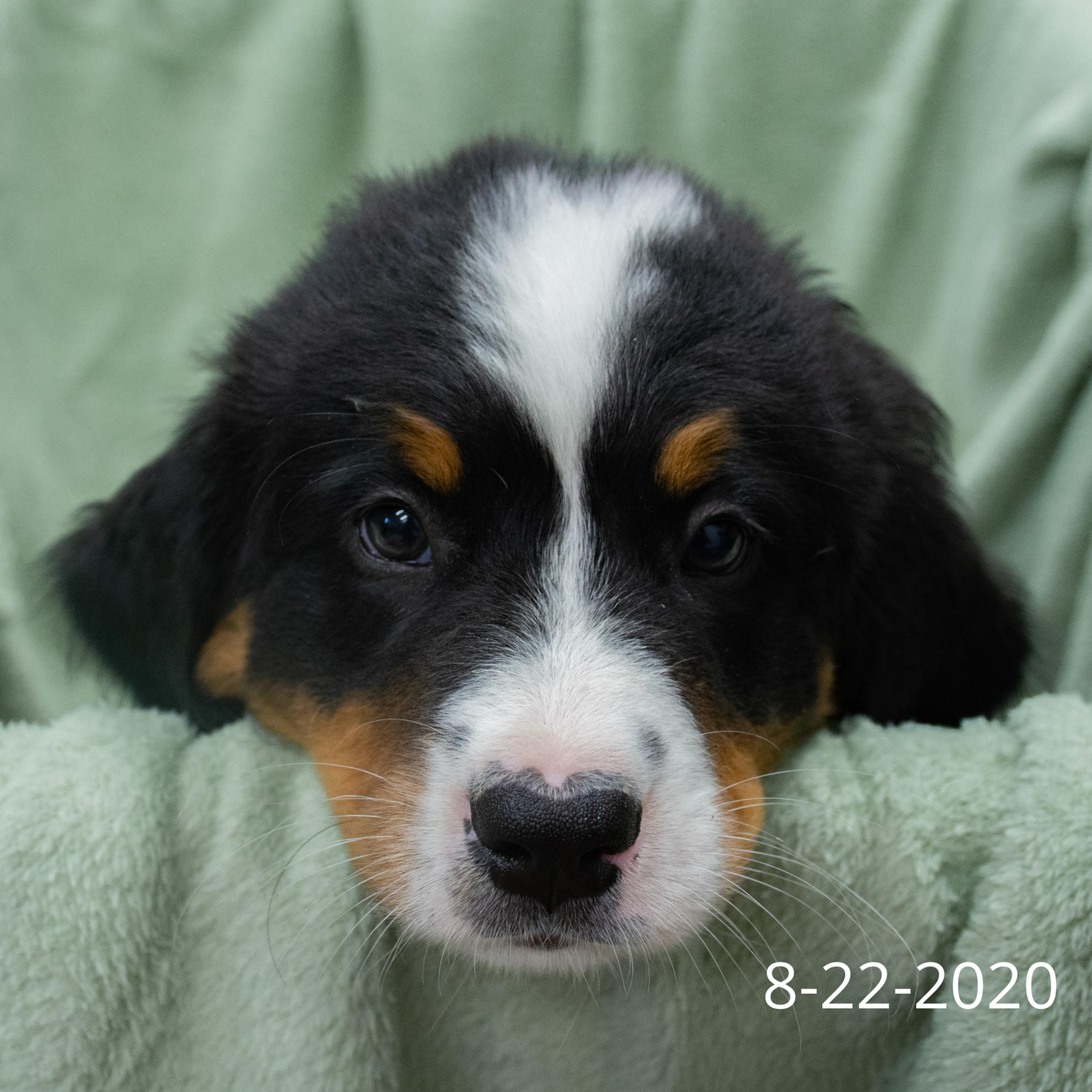 Yankee (Sold) Male Bernese Mountain Dog Puppy