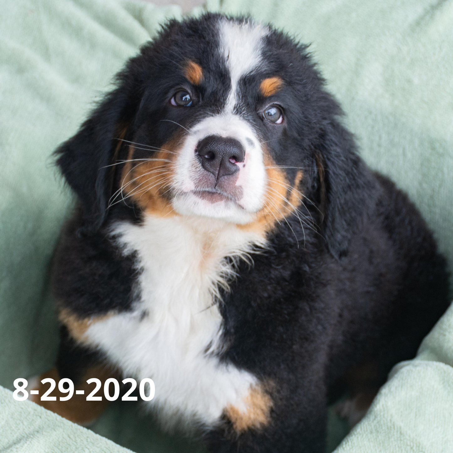Yankee (Sold) Male Bernese Mountain Dog Puppy