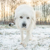 great pyrenees 