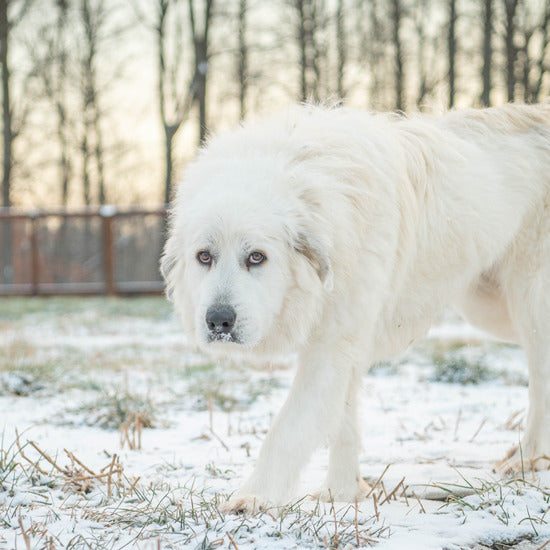 great pyrenees