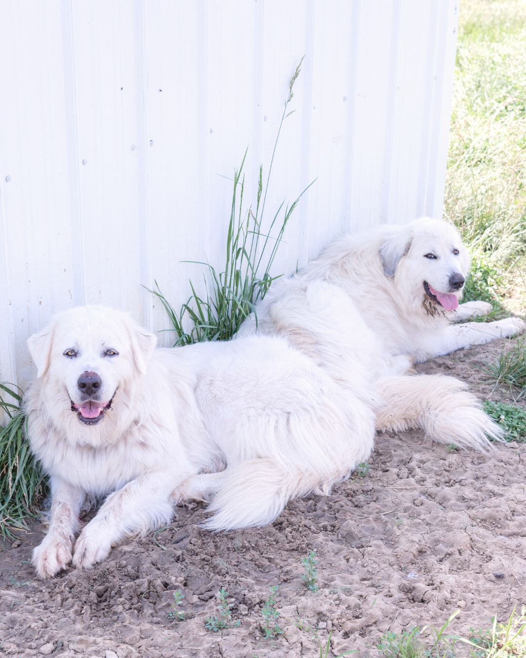 great pyrenees sisters