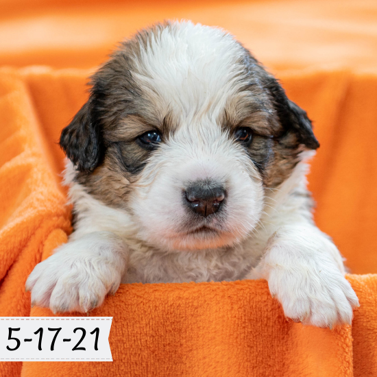 Queen (Sold) Female Great Bernese Puppy