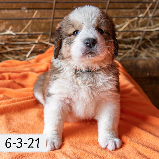 Queen (Sold) Female Great Bernese Puppy
