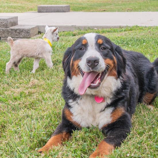 bernese