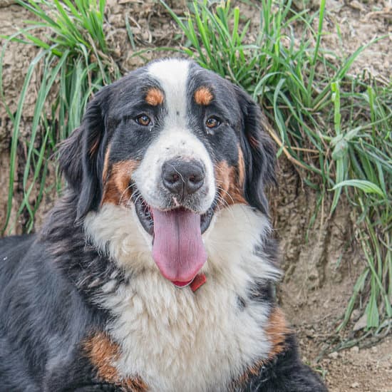 bernese