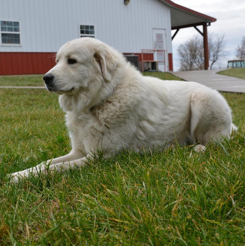 Cagney Female Great Pyrenees