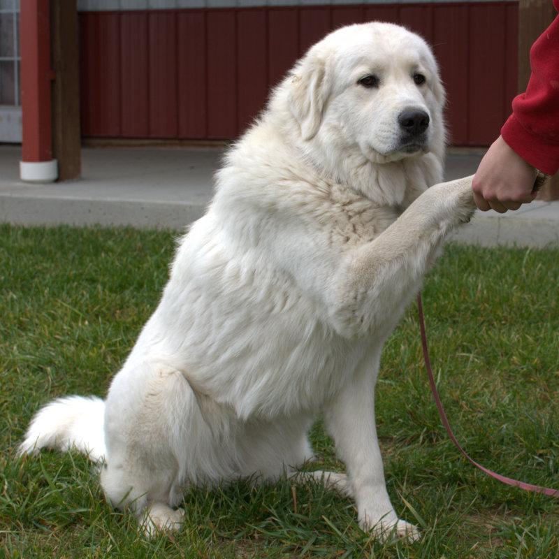 Cagney Female Great Pyrenees