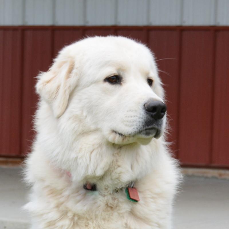 Cagney Female Great Pyrenees