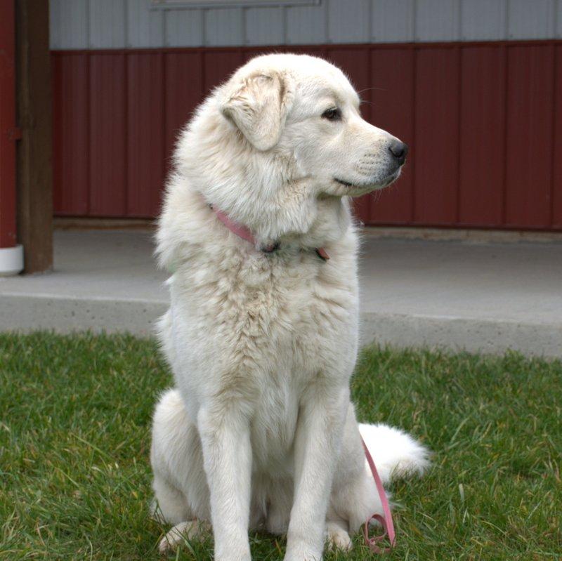Cagney Female Great Pyrenees