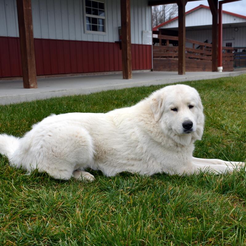 Cagney Female Great Pyrenees