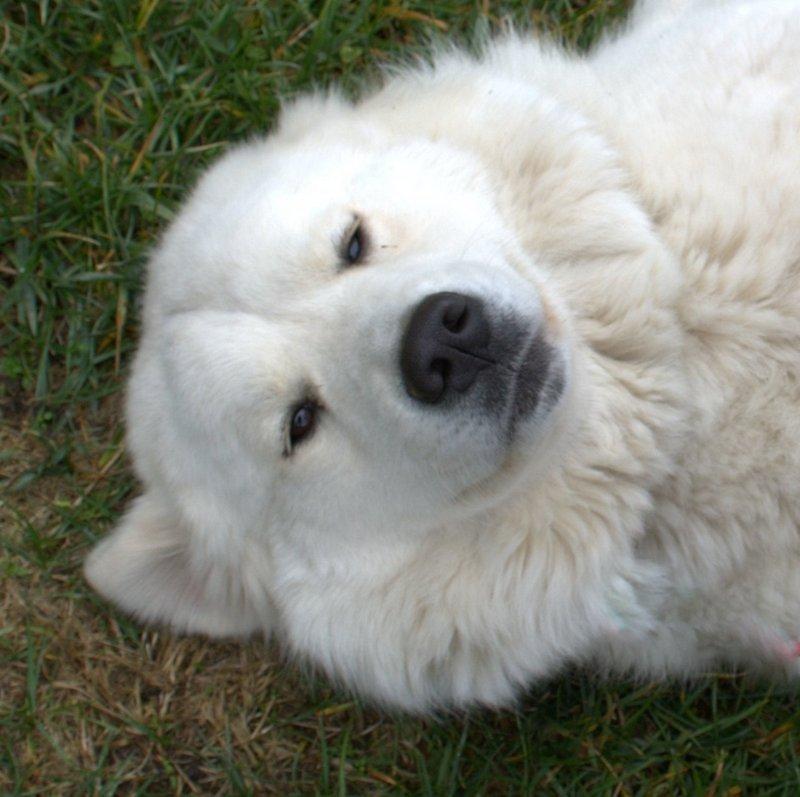 Cagney Female Great Pyrenees