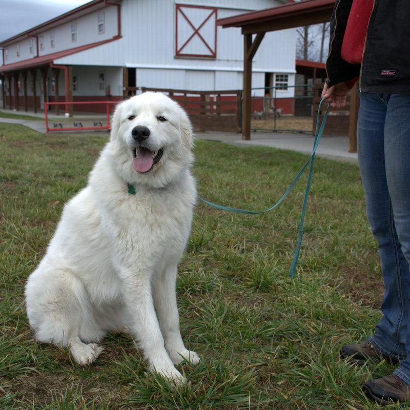 Lacey Female Great Pyrenees