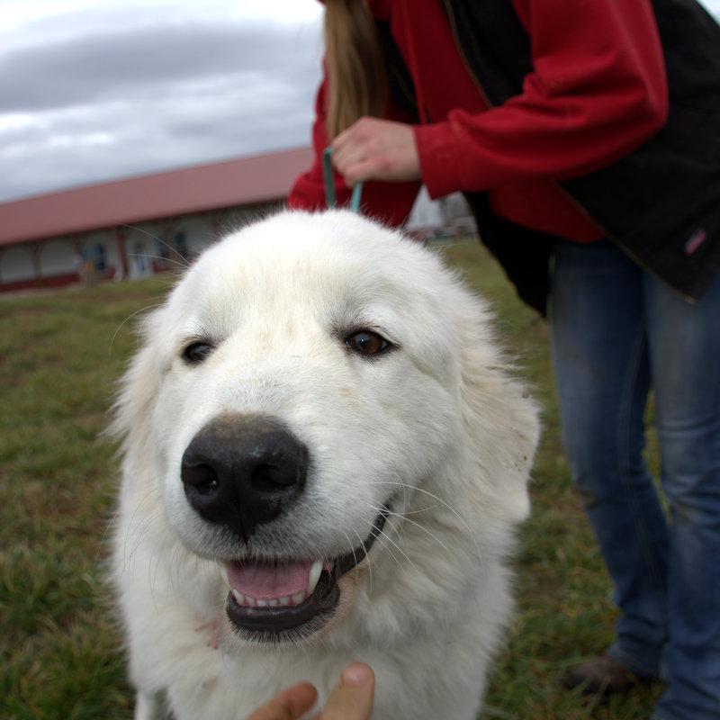 Lacey Female Great Pyrenees