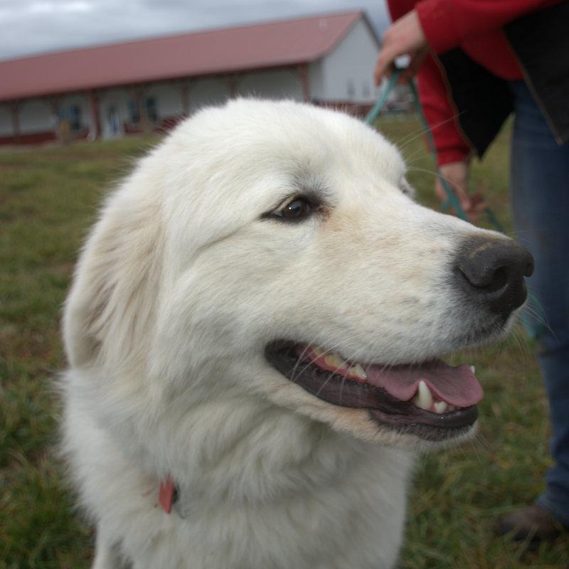 Lacey Female Great Pyrenees