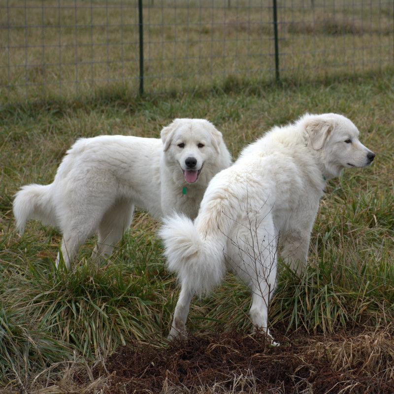 Cagney Female Great Pyrenees