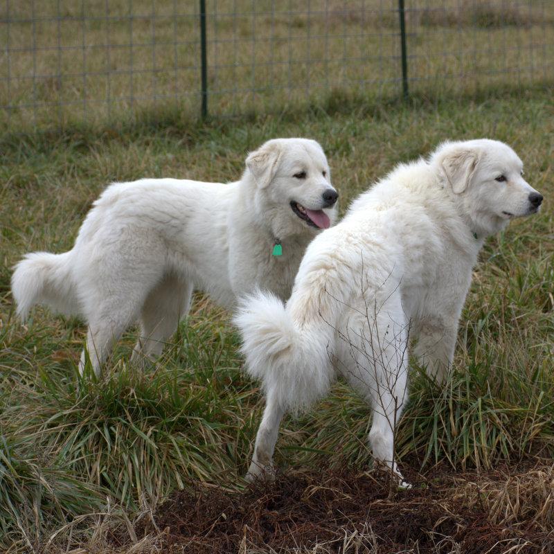Lacey Female Great Pyrenees