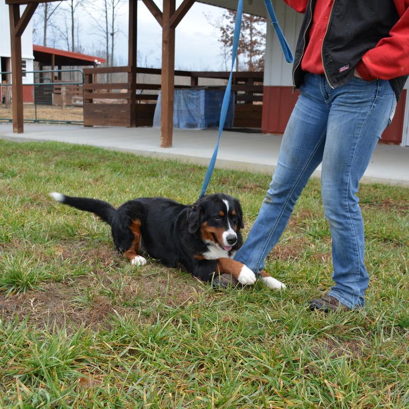 Beckett Female Bernese Mountain Dog
