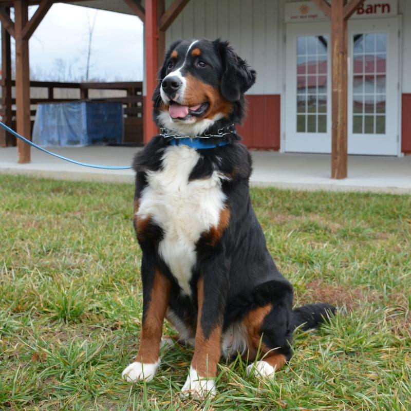 Beckett Female Bernese Mountain Dog