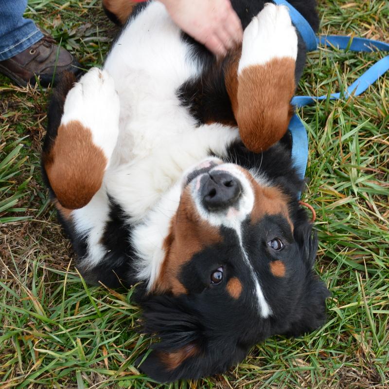 Beckett Female Bernese Mountain Dog