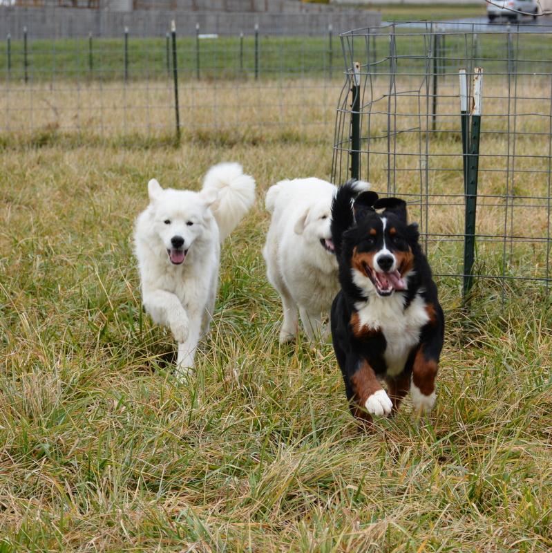 Beckett Female Bernese Mountain Dog