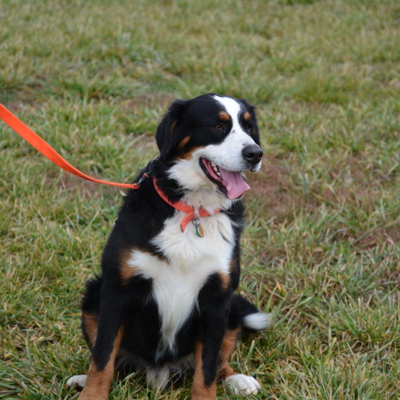 Castle Male Bernese Mountain Dog