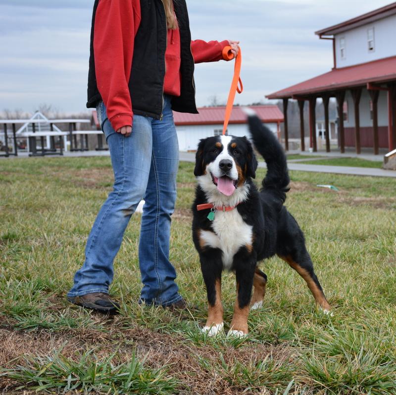 Castle Male Bernese Mountain Dog