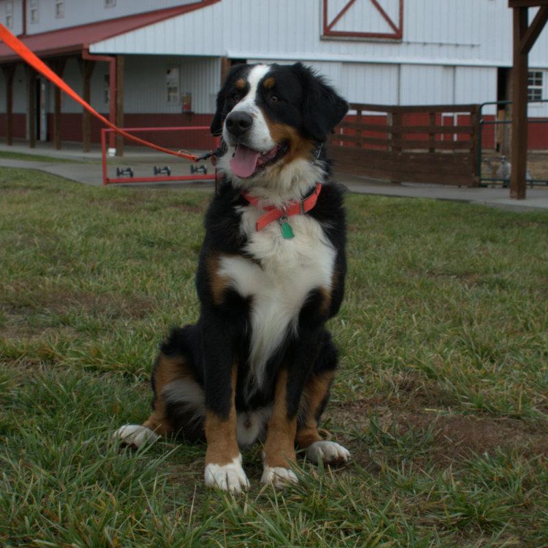 Castle Male Bernese Mountain Dog