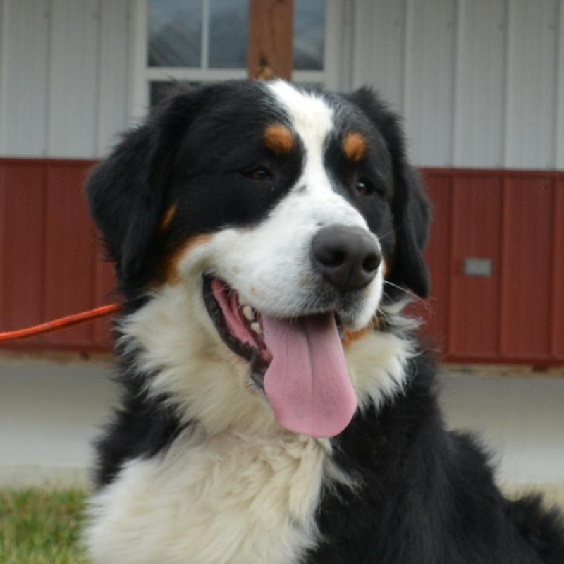 Castle Male Bernese Mountain Dog
