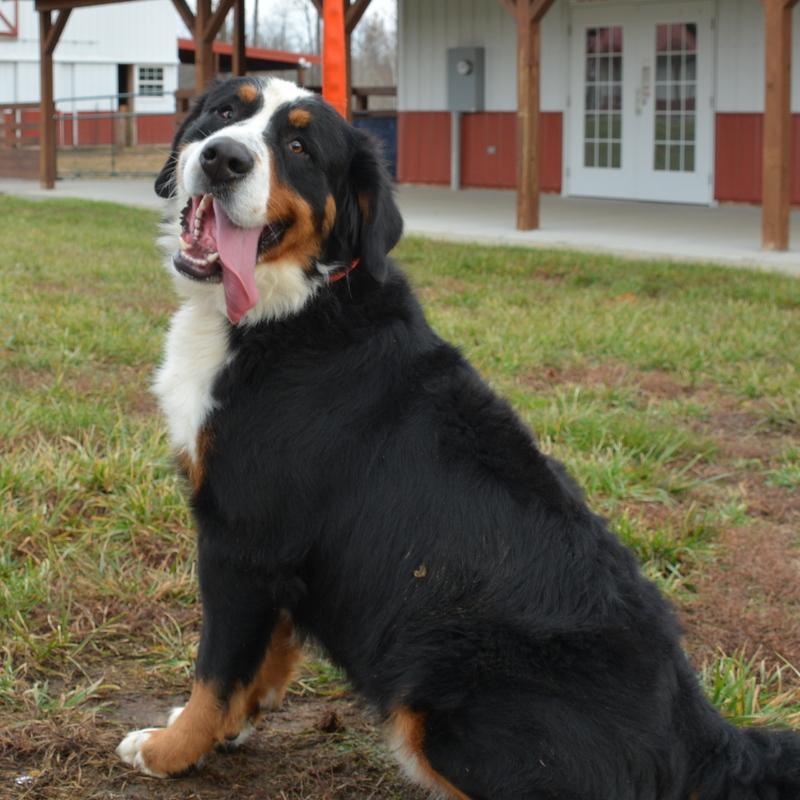 Castle Male Bernese Mountain Dog