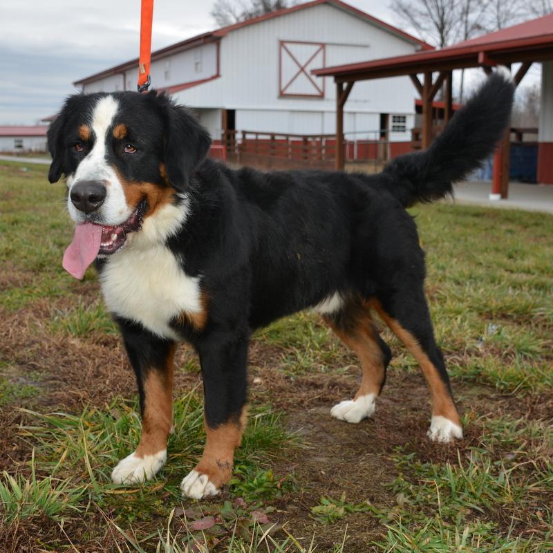 Castle Male Bernese Mountain Dog