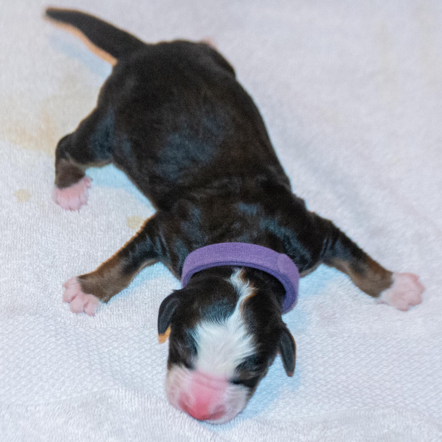 Pendragon (Sold) Male Bernese Mountain Dog Puppy