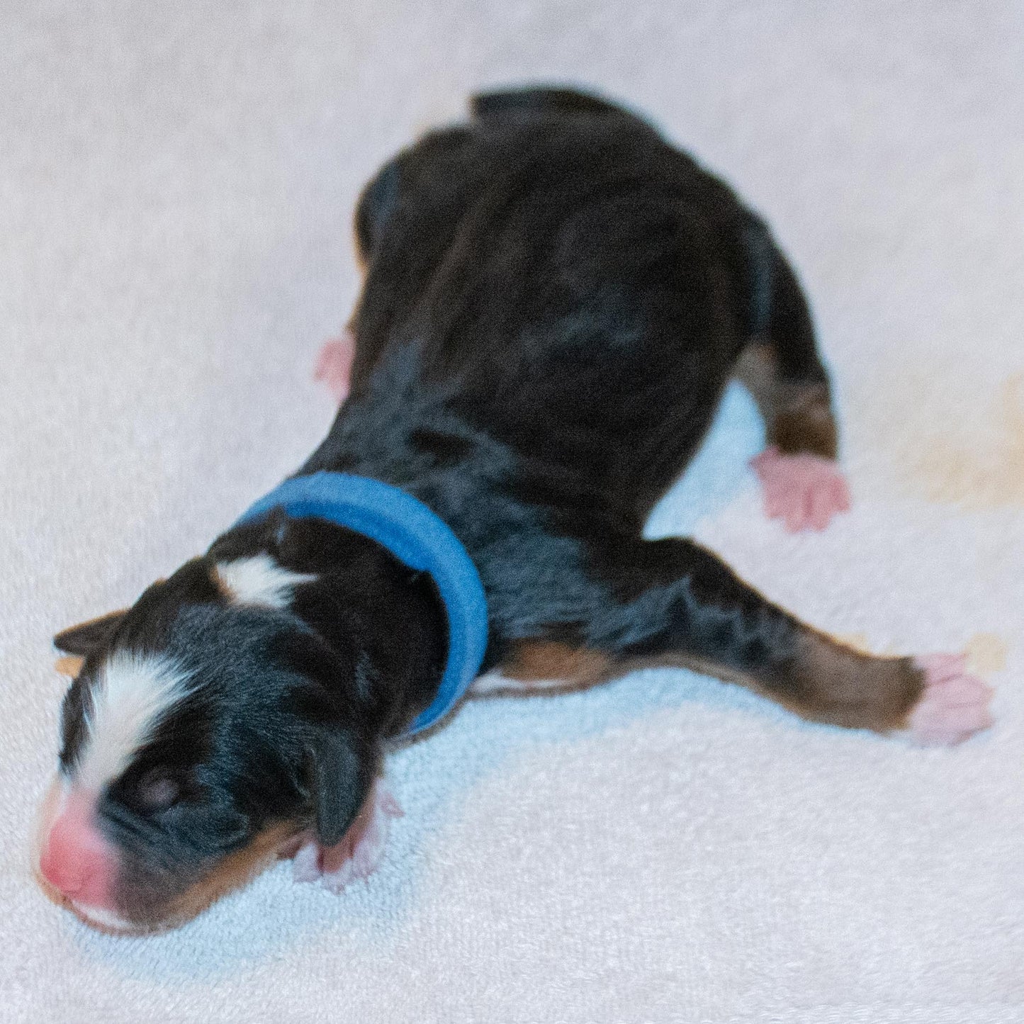 Arthur (Sold) Male Bernese Mountain Dog Puppy