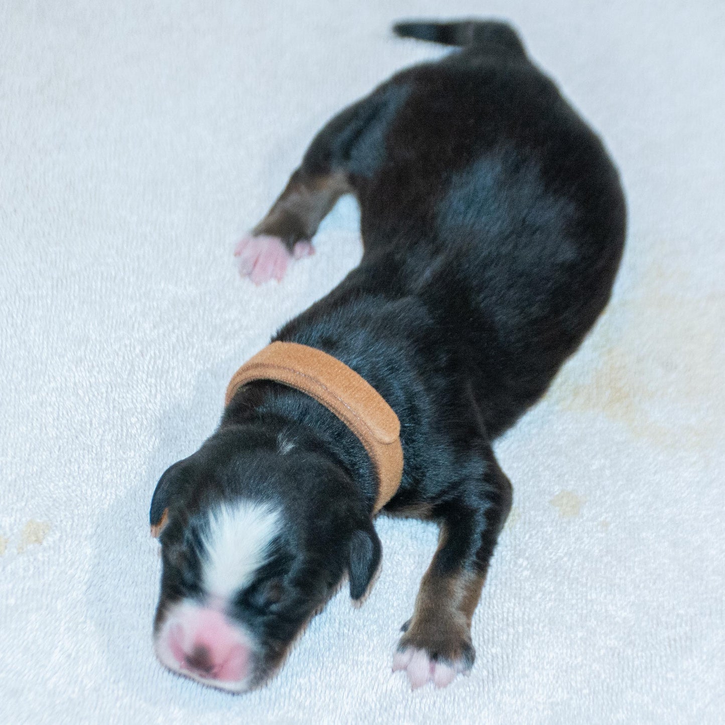 Merlin (Sold) Male Bernese Mountain Dog Puppy